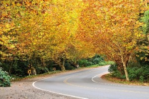 viagem de carro Rota Romântica